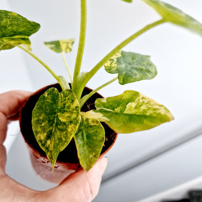 Alocasia Odora Aurea Variegation Rare Houseplant 7cm pot (1)