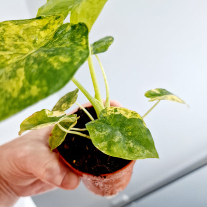 Alocasia Odora Aurea Variegation Rare Houseplant 7cm pot (1)