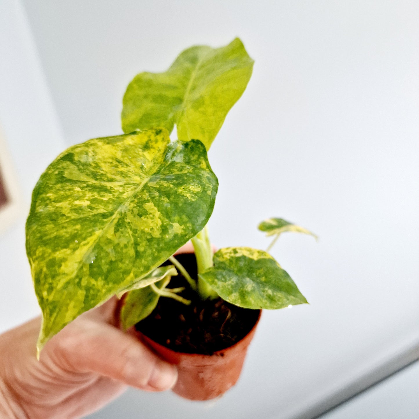 Alocasia Odora Aurea Variegation Rare Houseplant 7cm pot (1)