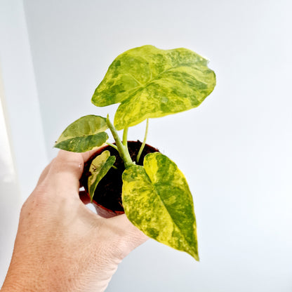 Alocasia Odora Aurea Variegation Rare Houseplant 7cm pot (2)