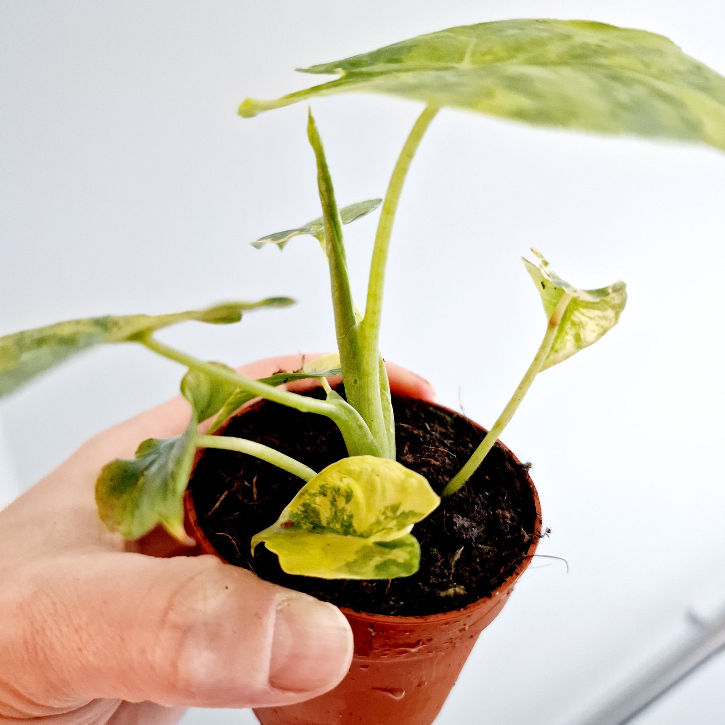 Alocasia Odora Aurea Variegation Rare Houseplant 7cm pot (2)