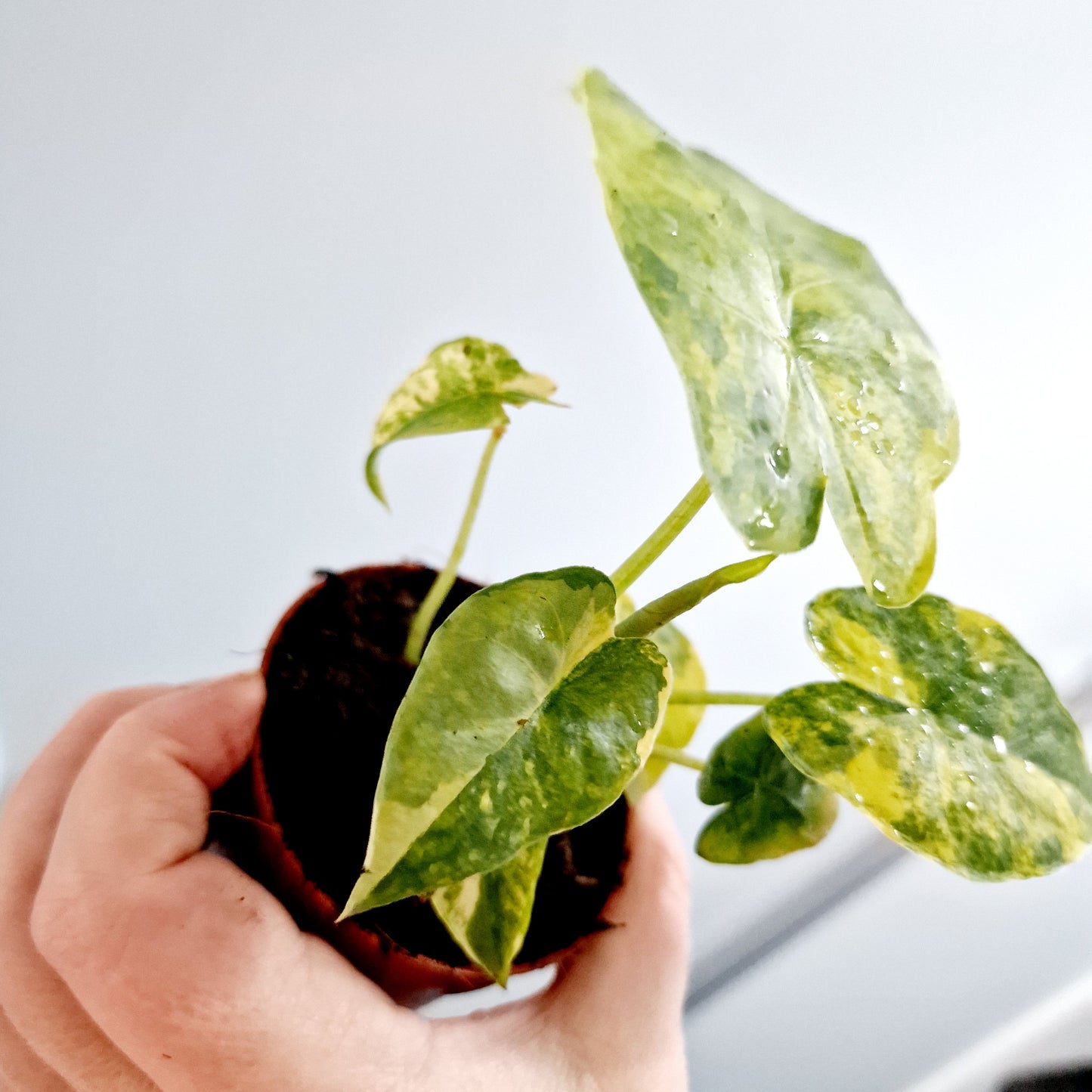 Alocasia Odora Aurea Variegation Rare Houseplant 7cm pot (2)