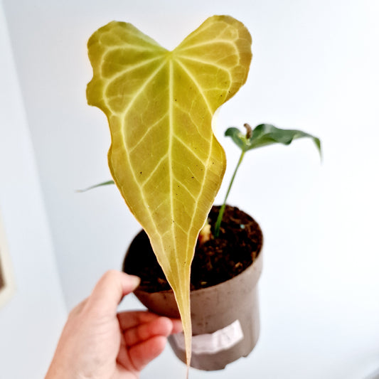 Anthurium Delta Force Rare Houseplant 13cm pot (1)