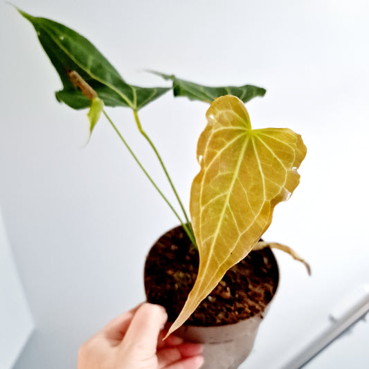 Anthurium Delta Force Rare Houseplant 13cm pot (2)