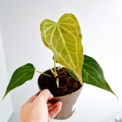 Anthurium Delta Force Rare Houseplant 13cm pot (3)