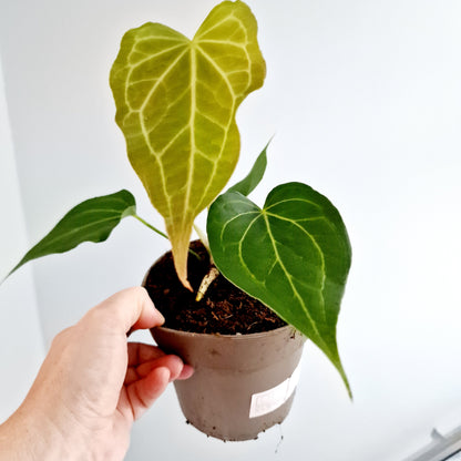 Anthurium Delta Force Rare Houseplant 13cm pot (3)