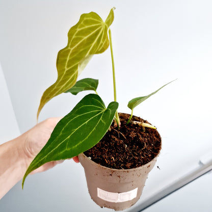 Anthurium Delta Force Rare Houseplant 13cm pot (3)