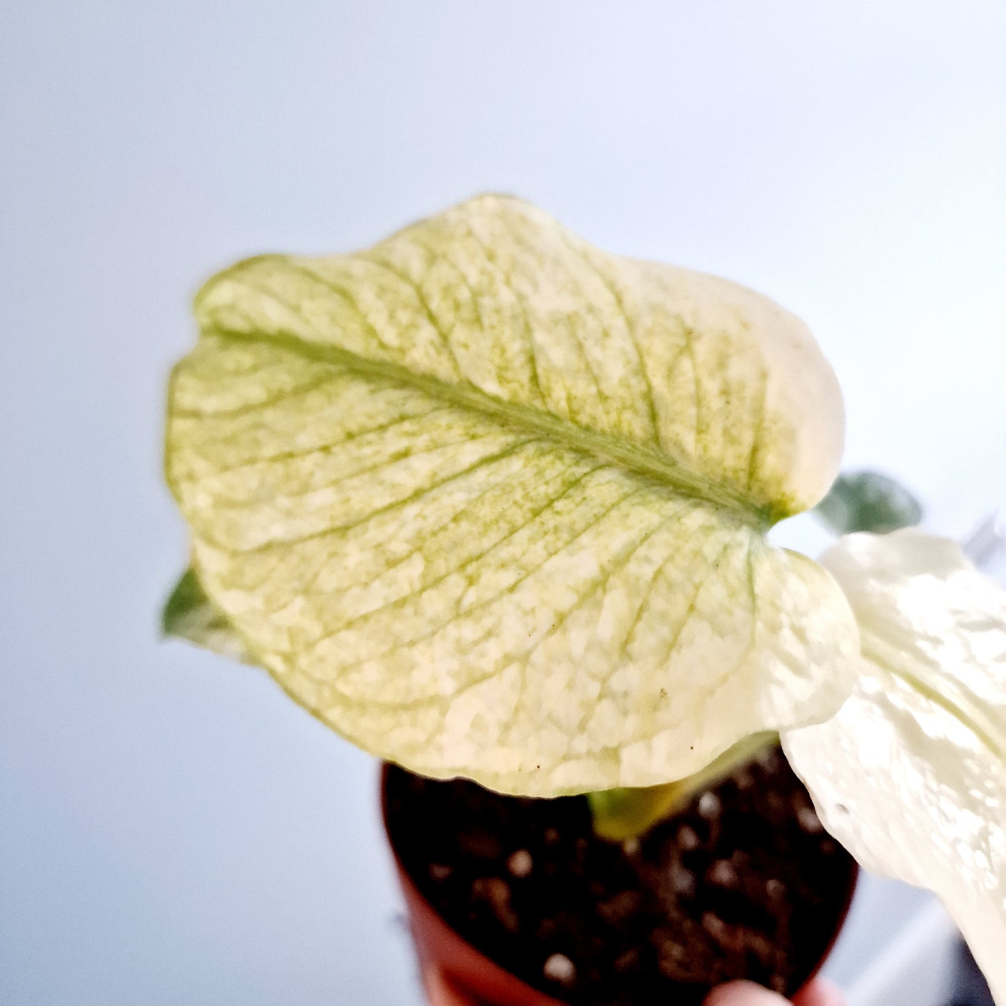 Monstera Deliciosa Mint Rare Houseplant 12cm pot (2)