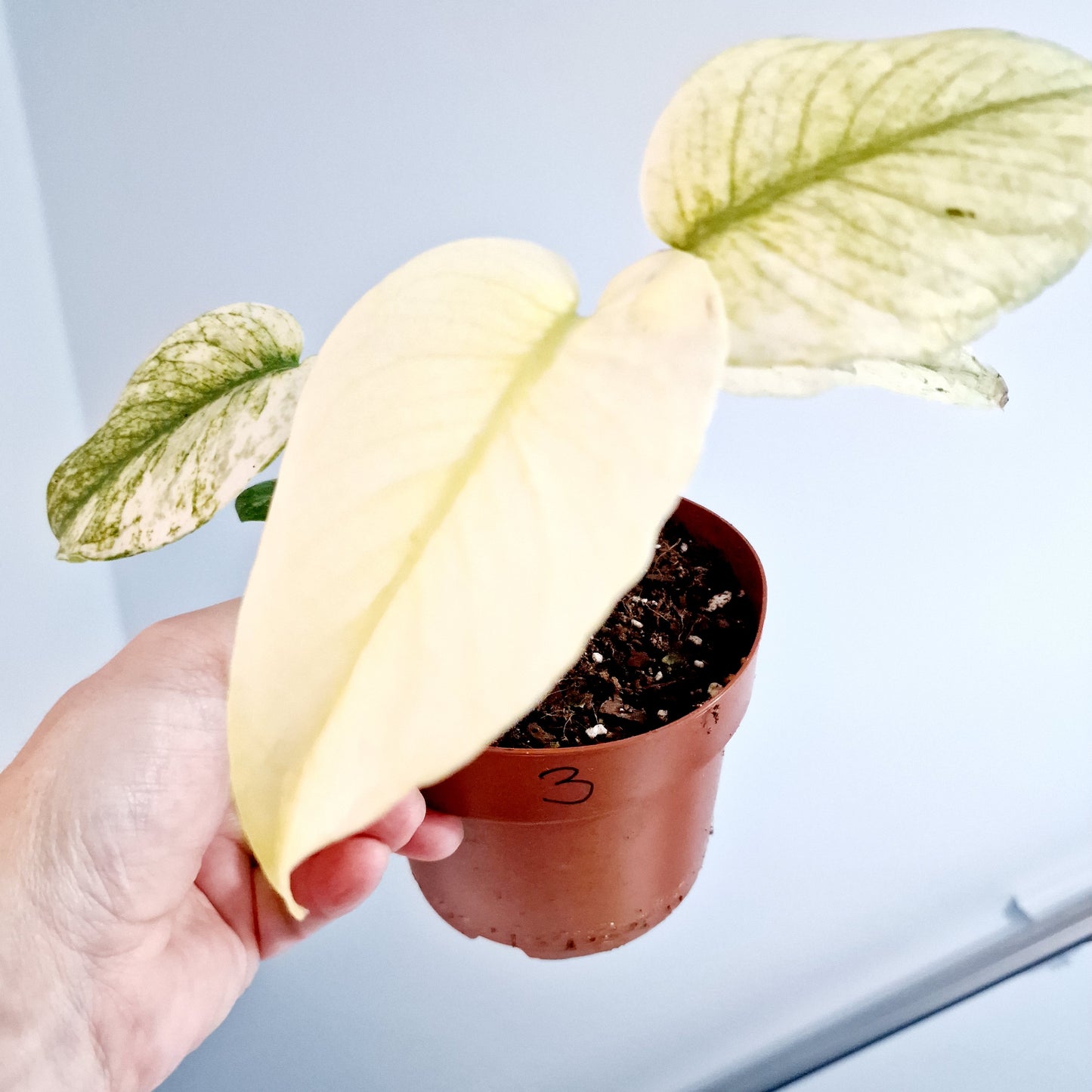 Monstera Deliciosa Mint Rare Houseplant 12cm pot (3)