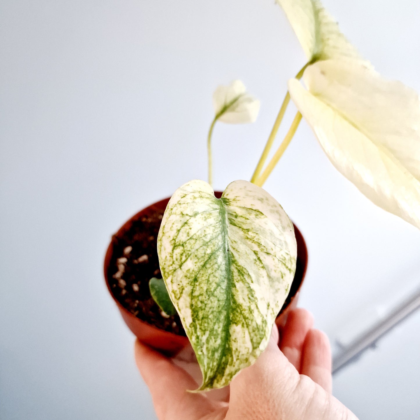 Monstera Deliciosa Mint Rare Houseplant 12cm pot (3)