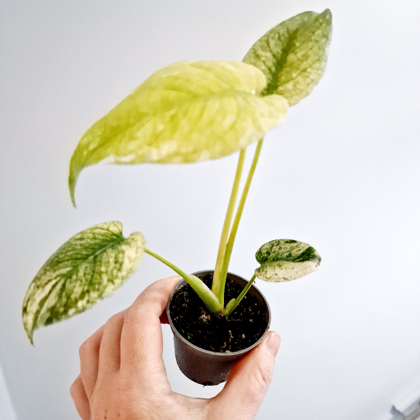 Monstera Deliciosa Mint Variegated Rare Houseplant 6cm pot (2)