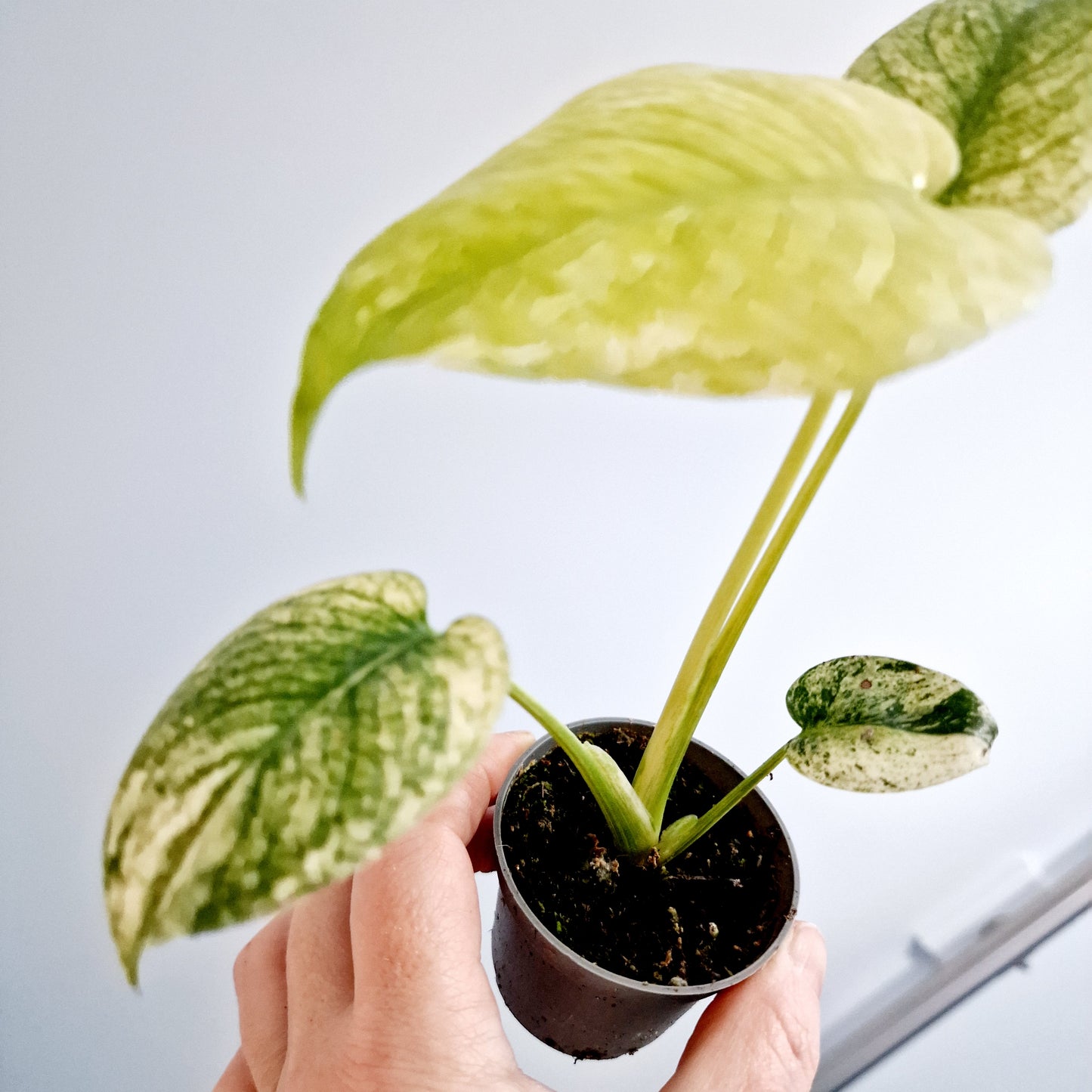 Monstera Deliciosa Mint Variegated Rare Houseplant 6cm pot (2)