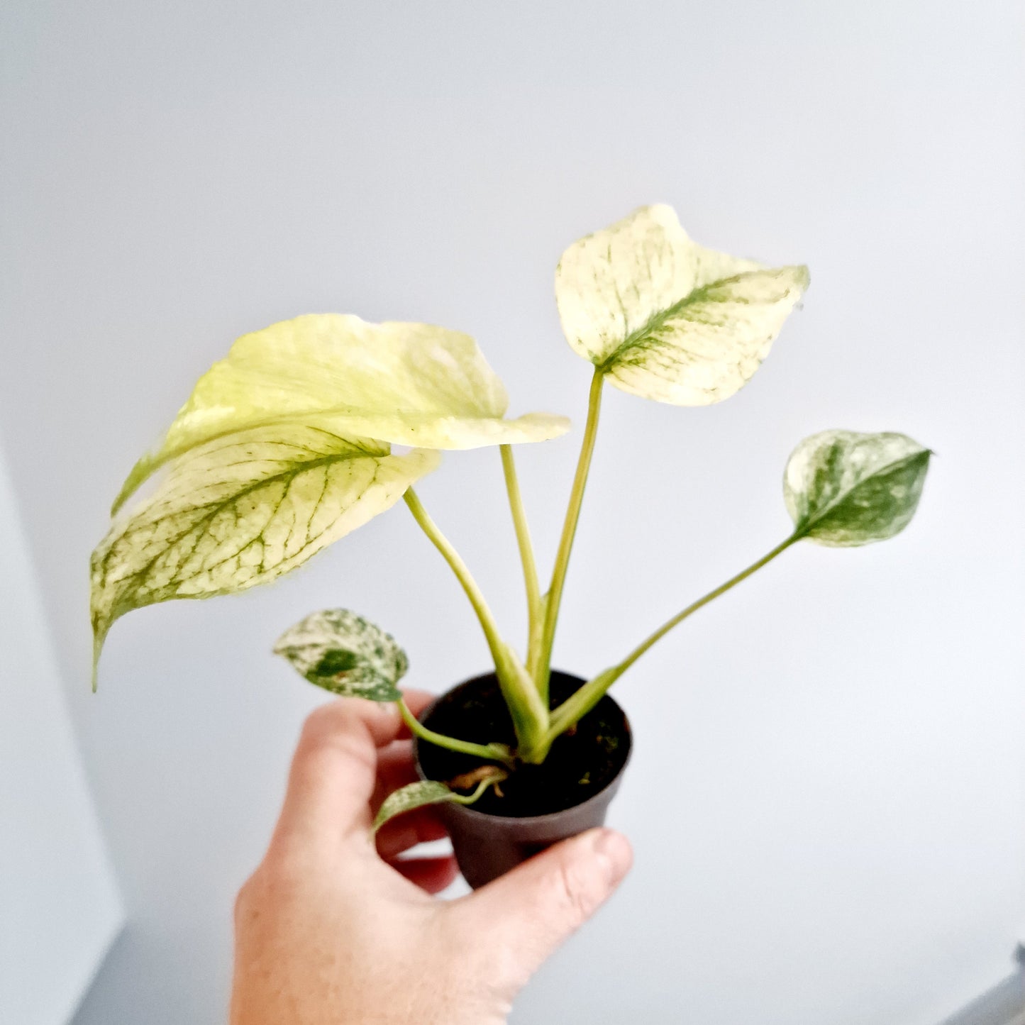 Monstera Deliciosa Mint Variegated Rare Houseplant 6cm pot (3)