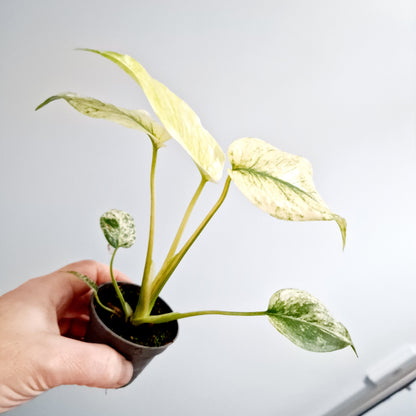 Monstera Deliciosa Mint Variegated Rare Houseplant 6cm pot (3)