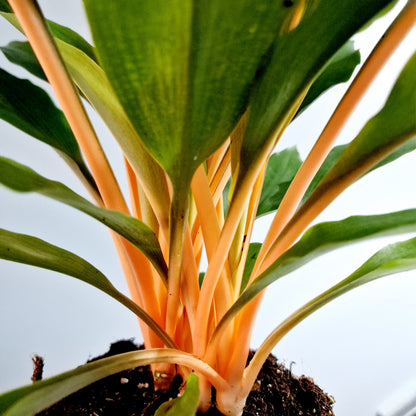 Chlorophytum archi Green Orange Rare Spider Houseplant 12cm pot