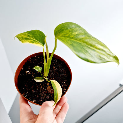 Monstera Aurea Rare Houseplant 12cm pot (1)