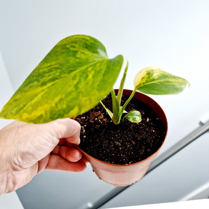 Monstera Aurea Rare Houseplant 12cm pot (1)