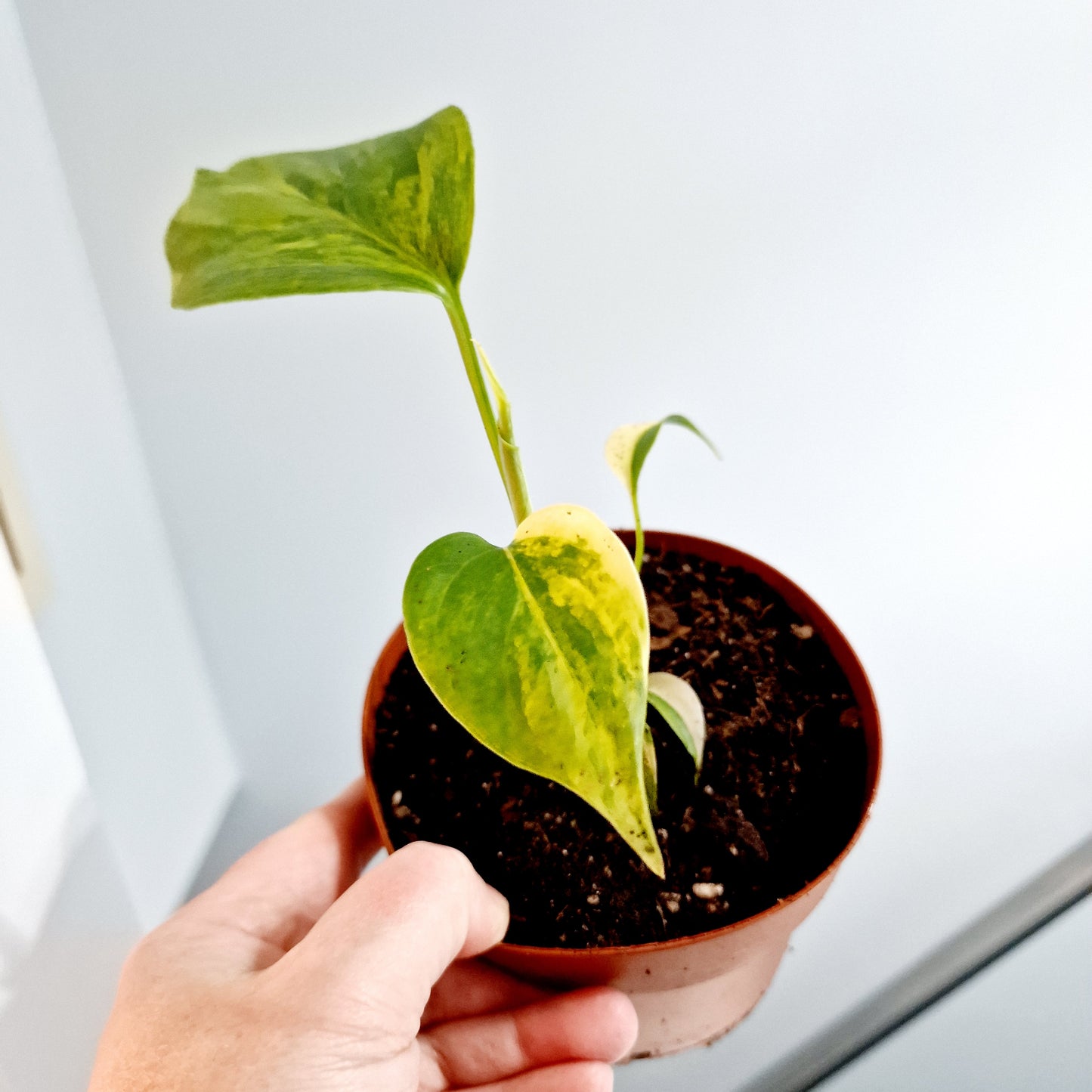 Monstera Aurea Rare Houseplant 12cm pot (1)