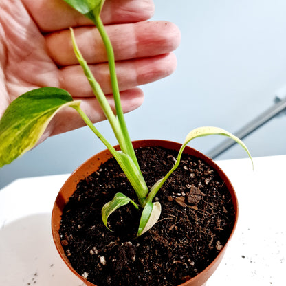 Monstera Aurea Rare Houseplant 12cm pot (1)