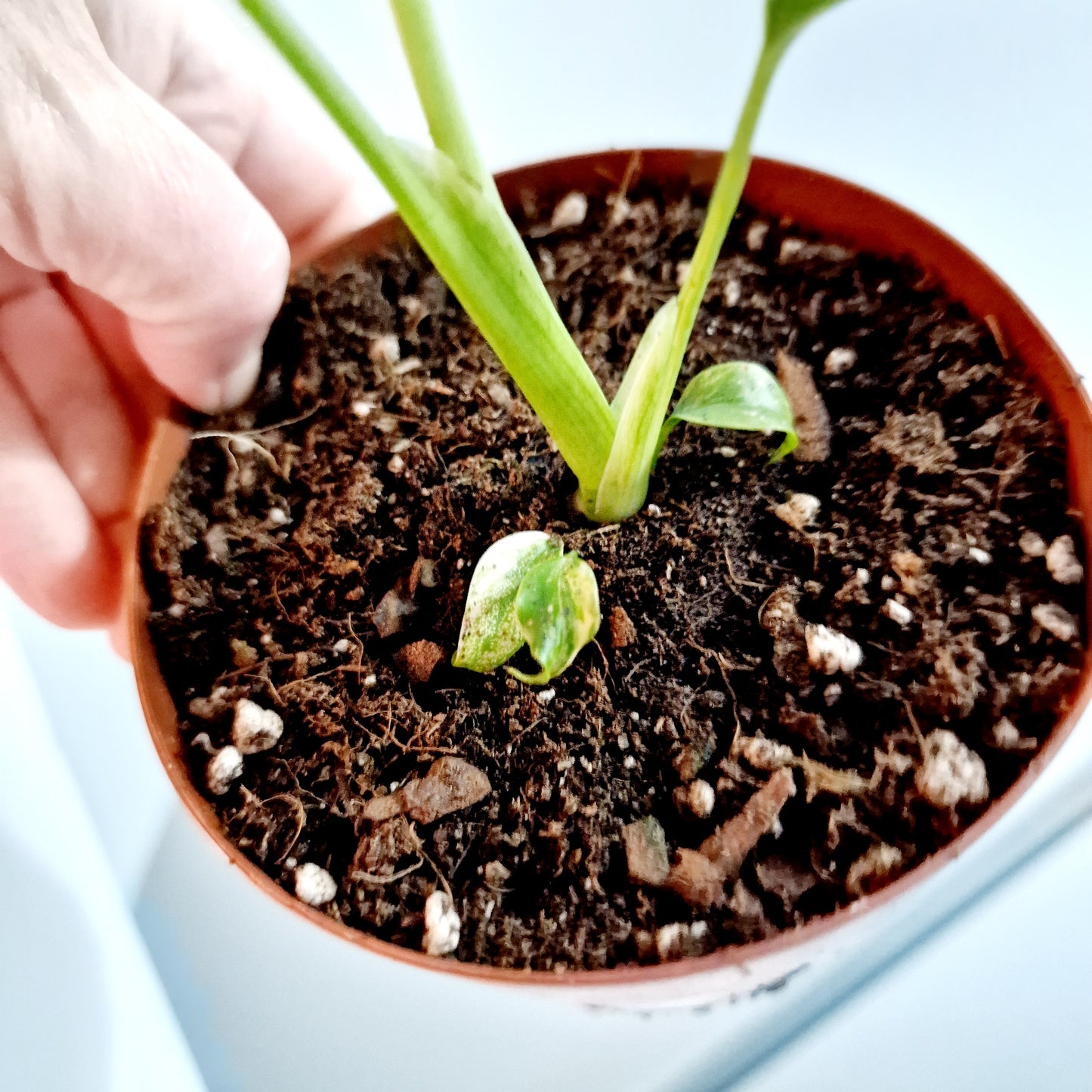 Monstera Aurea Rare Houseplant 12cm pot (2)