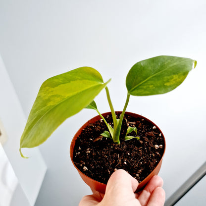 Monstera Aurea Rare Houseplant 12cm pot (2)