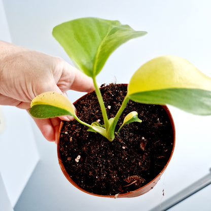 Monstera Aurea Rare Houseplant 12cm pot (4)