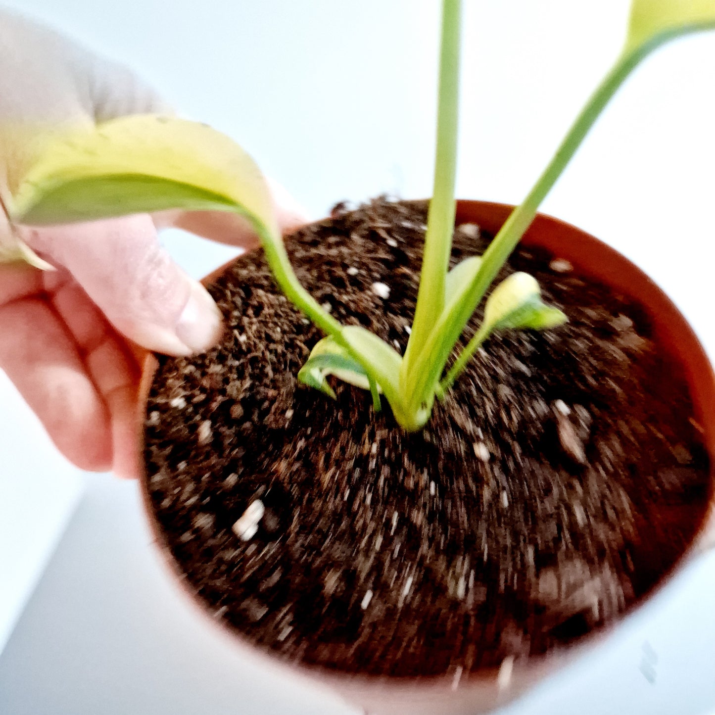 Monstera Aurea Rare Houseplant 12cm pot (4)