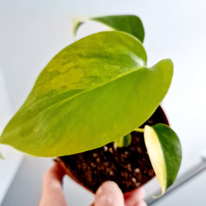 Monstera Aurea Rare Houseplant 12cm pot (4)