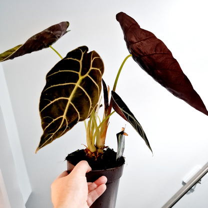 Alocasia Pride of Corup Rare Houseplant 14cm pot