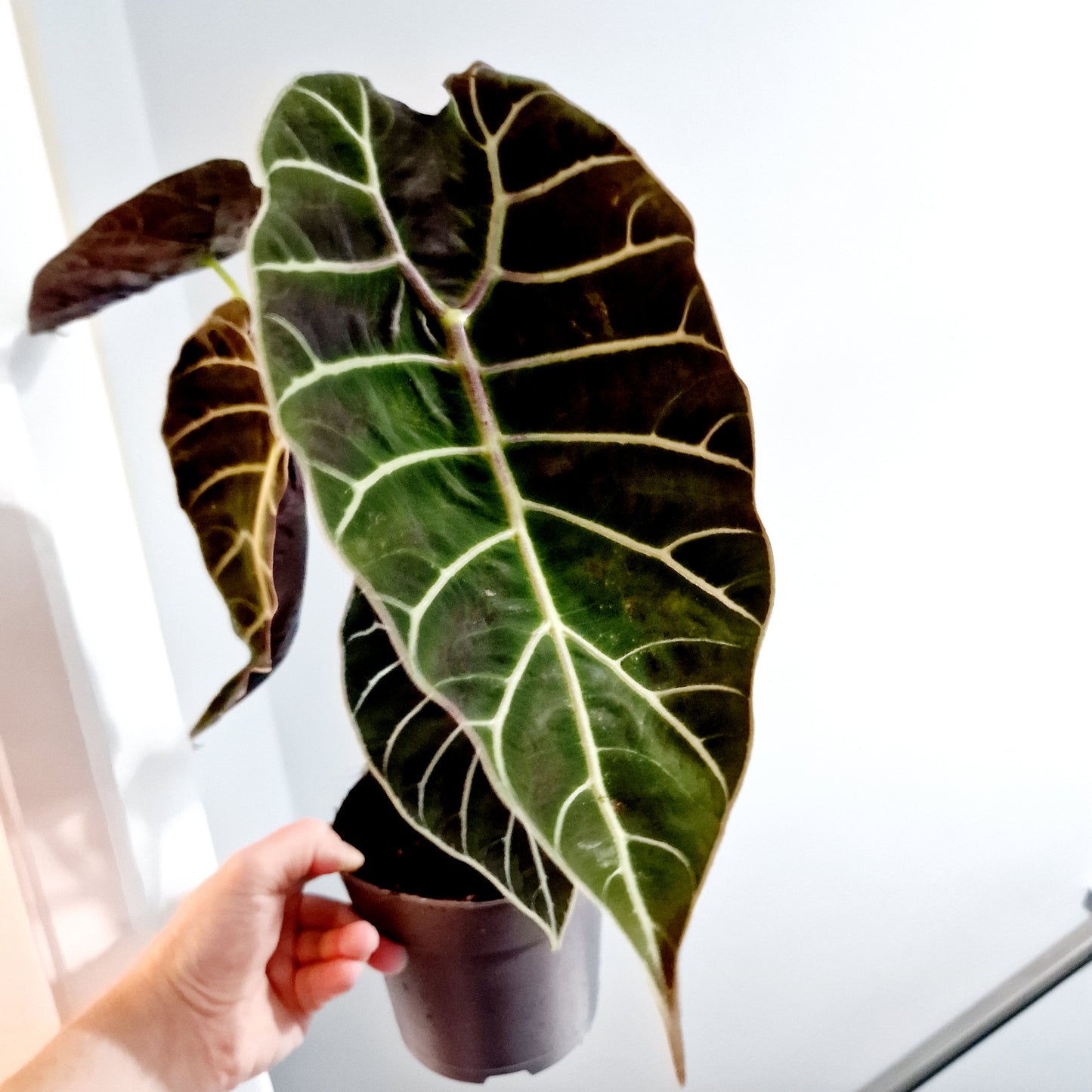 Alocasia Pride of Corup Rare Houseplant 14cm pot