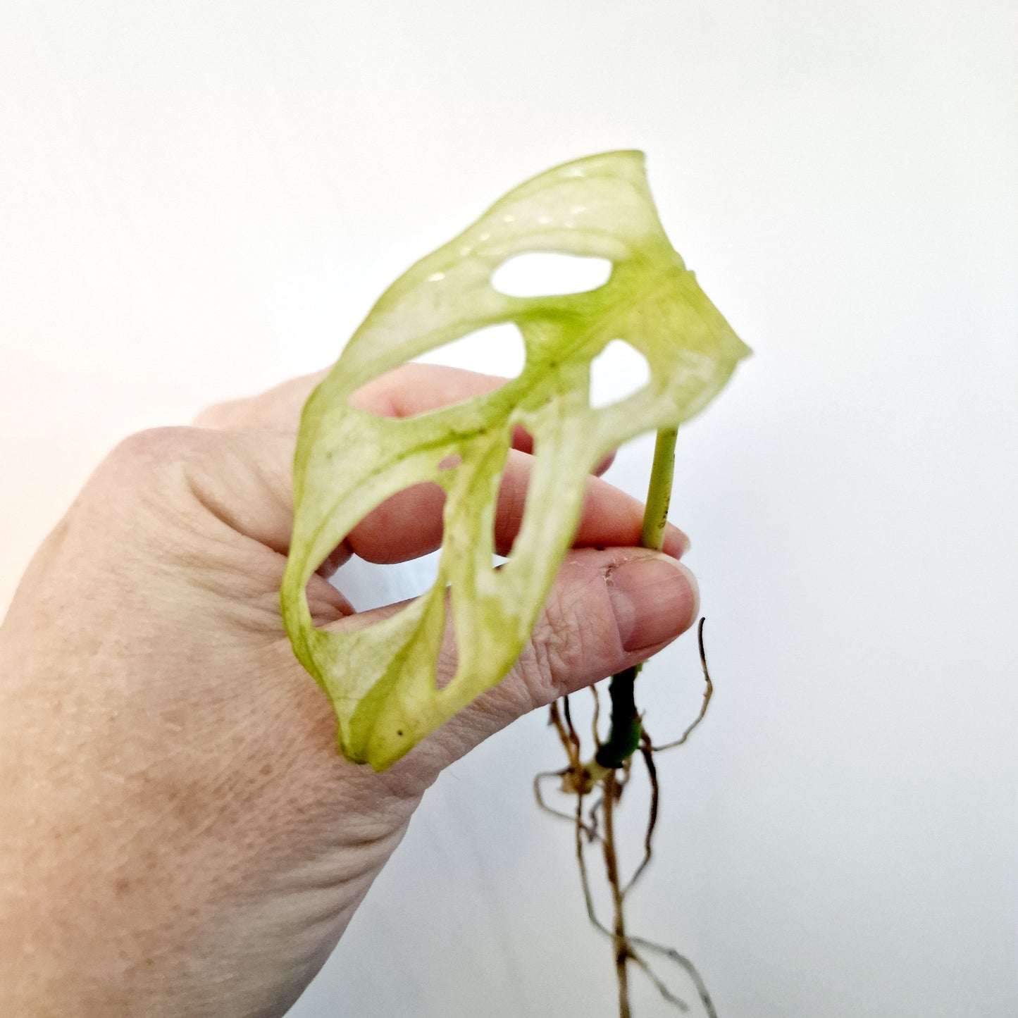 Monstera Adansonii Variegated rooted cutting