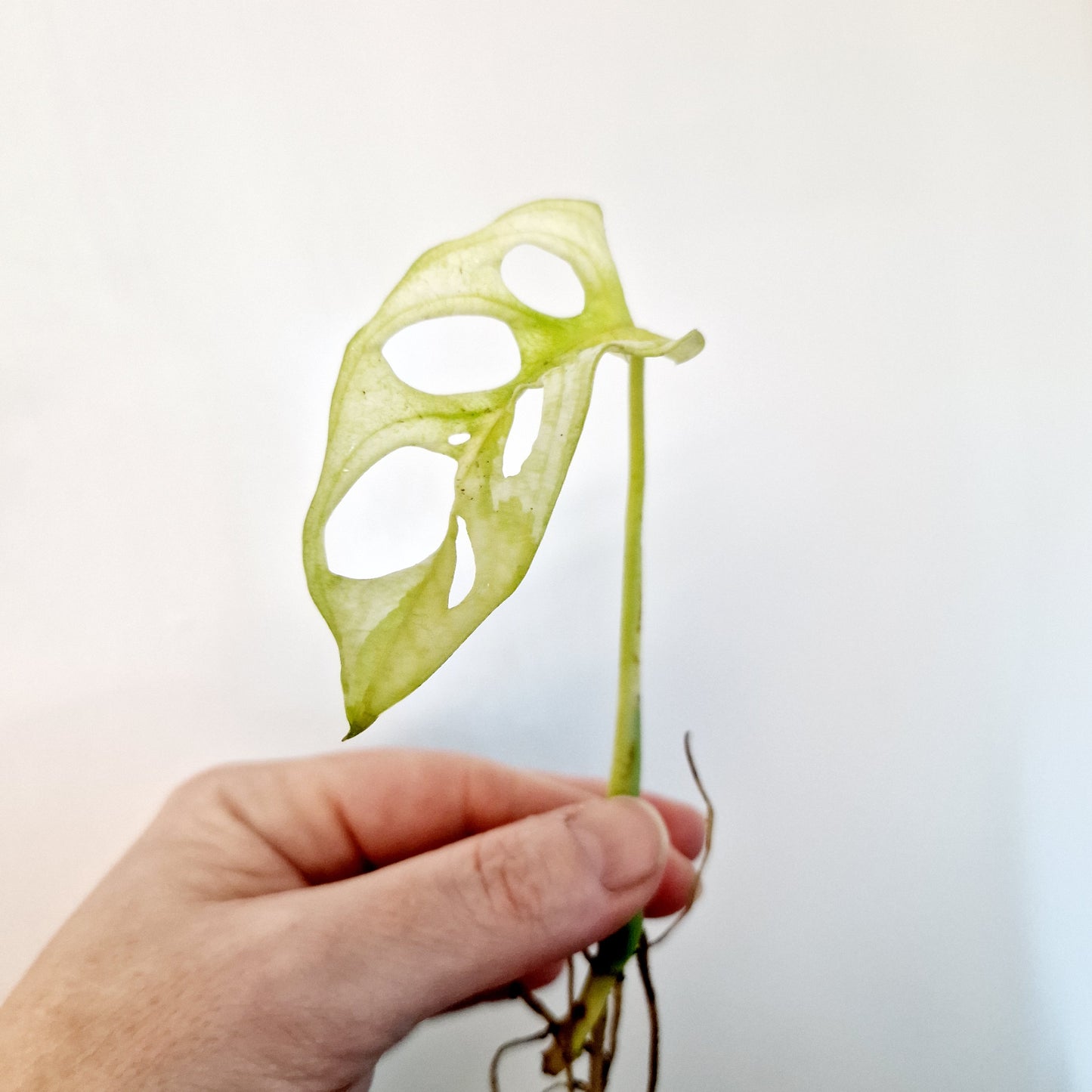 Monstera Adansonii Variegated rooted cutting