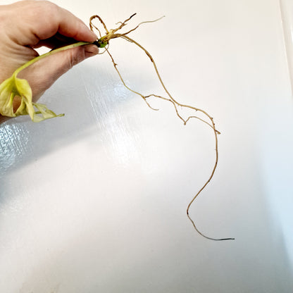 Monstera Adansonii Variegated rooted cutting