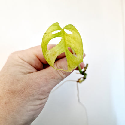 Monstera Adansonii Poss Reverted rooted cutting