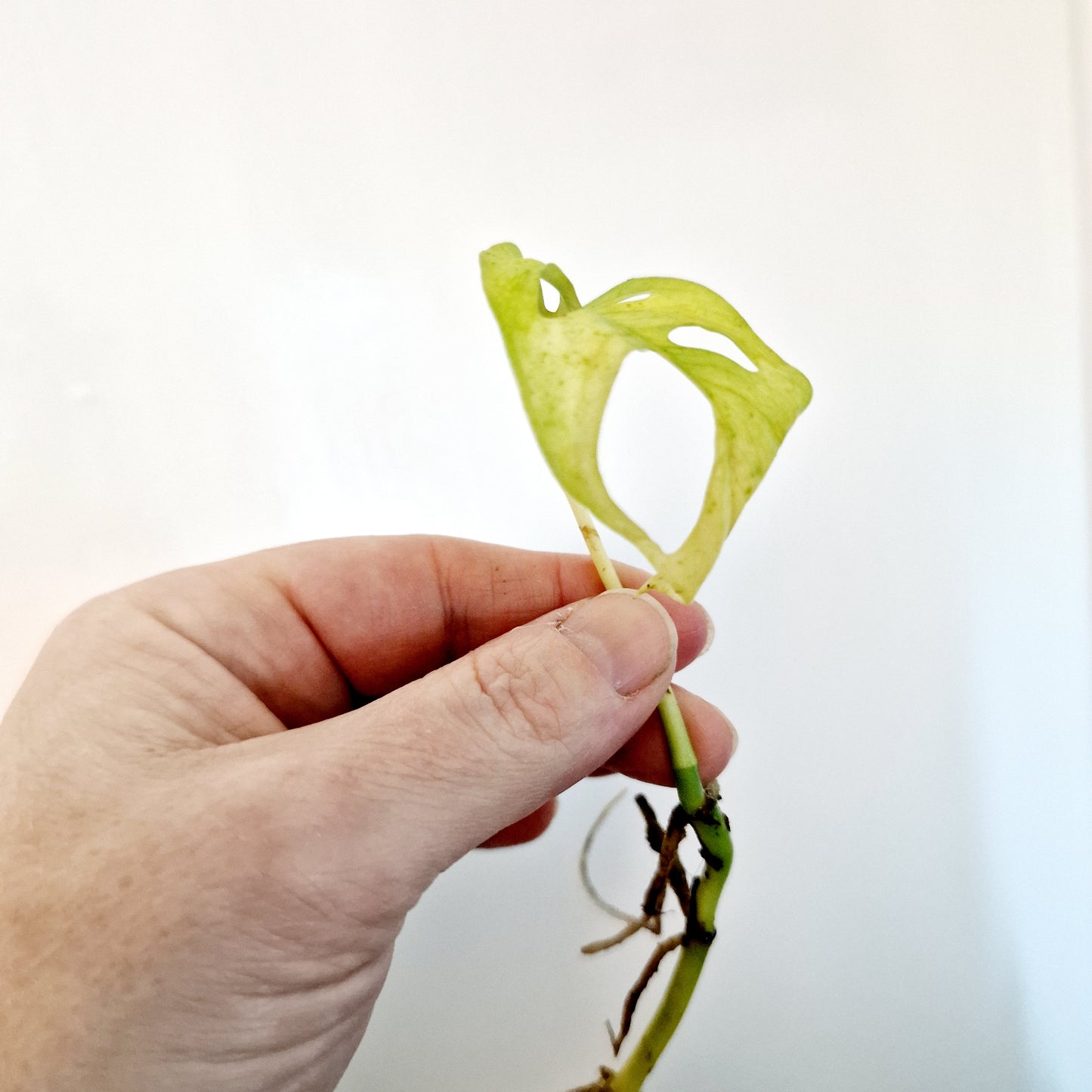 Monstera Adansonii Poss Reverted rooted cutting