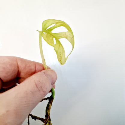 Monstera Adansonii Poss Reverted rooted cutting