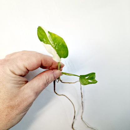 Monstera Adansonii Variegated rooting cutting