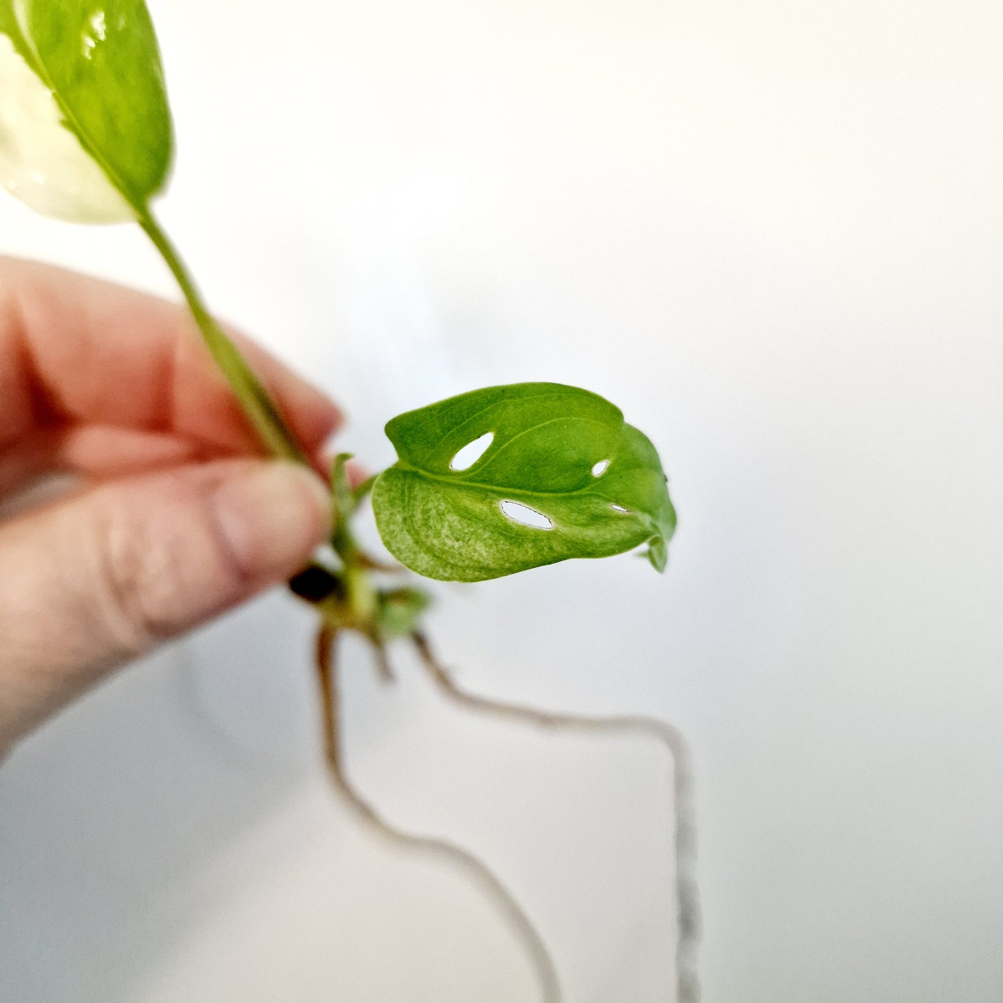 Monstera Adansonii Variegated rooting cutting