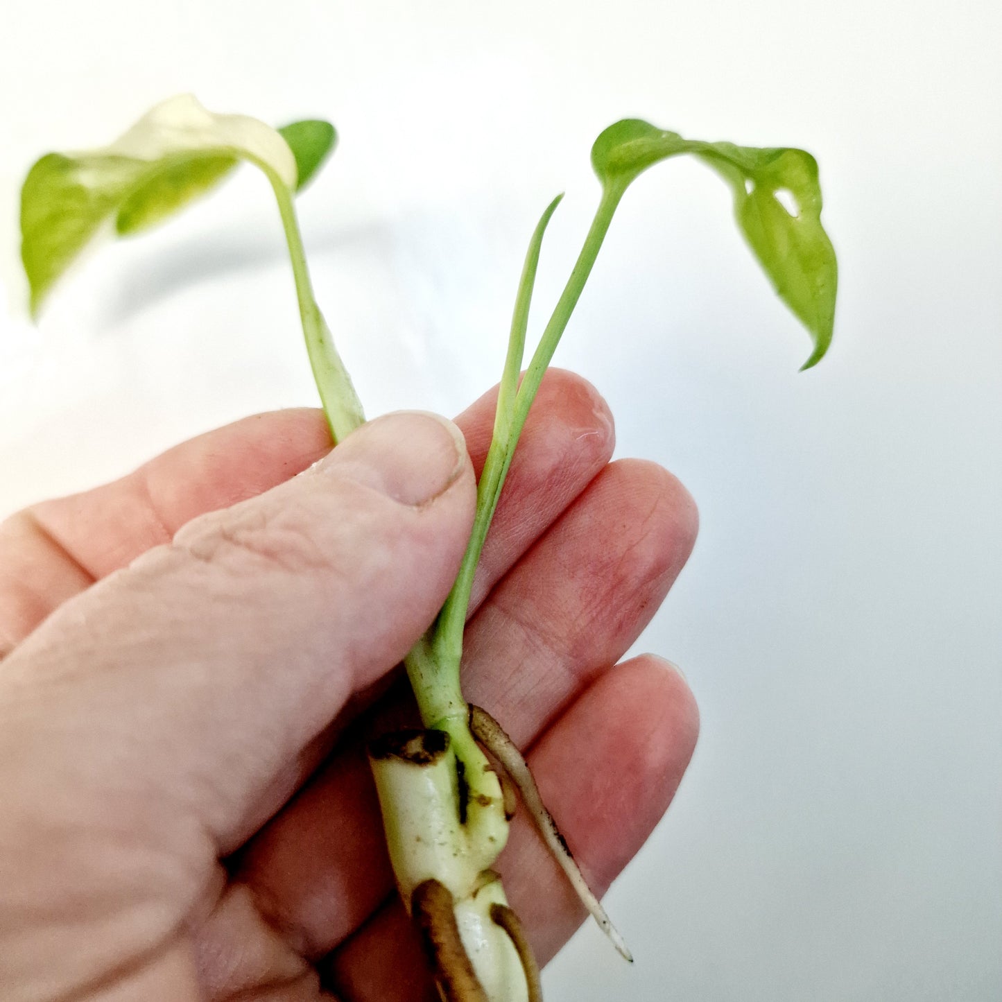 Monstera Adansonii Variegated rooting cutting