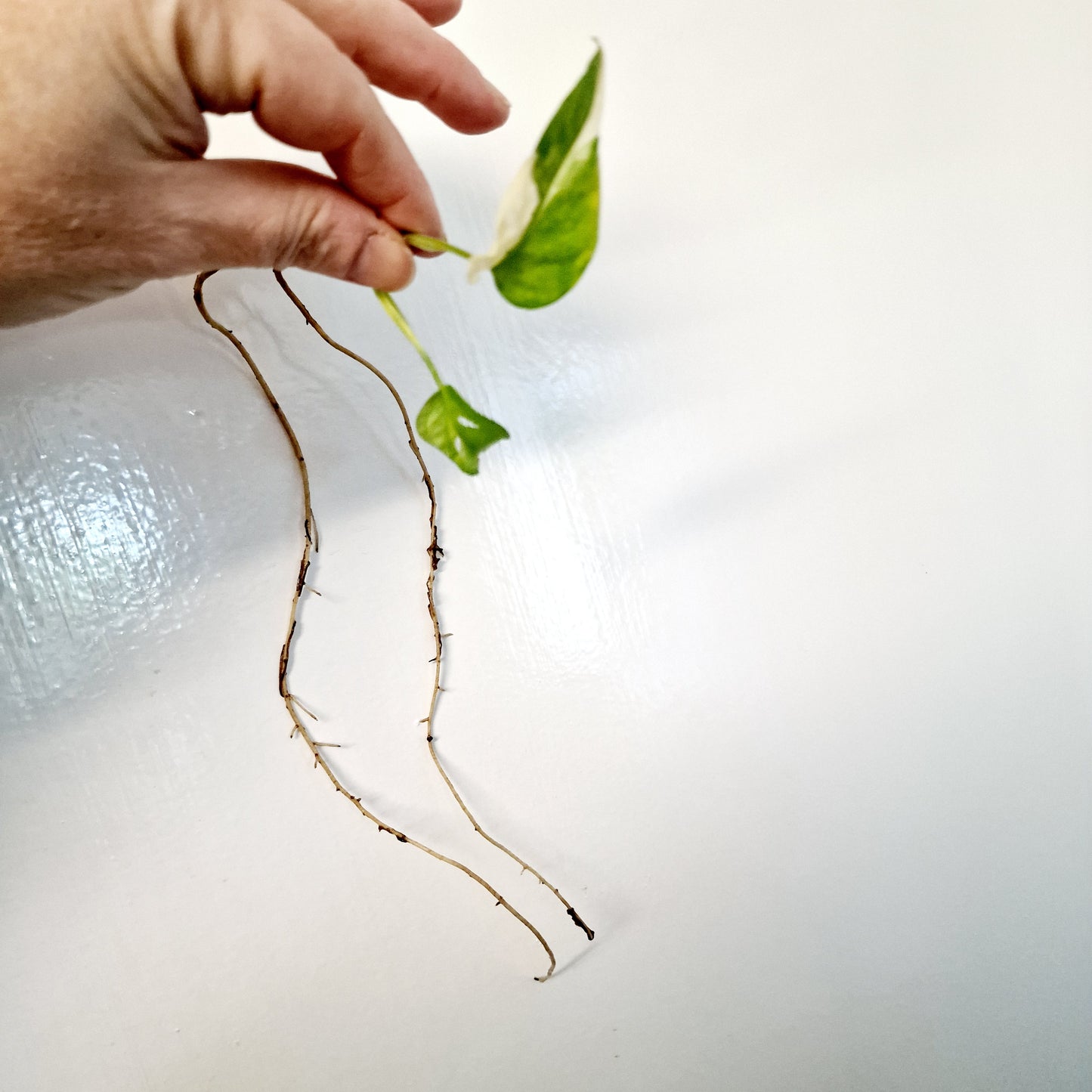 Monstera Adansonii Variegated rooting cutting