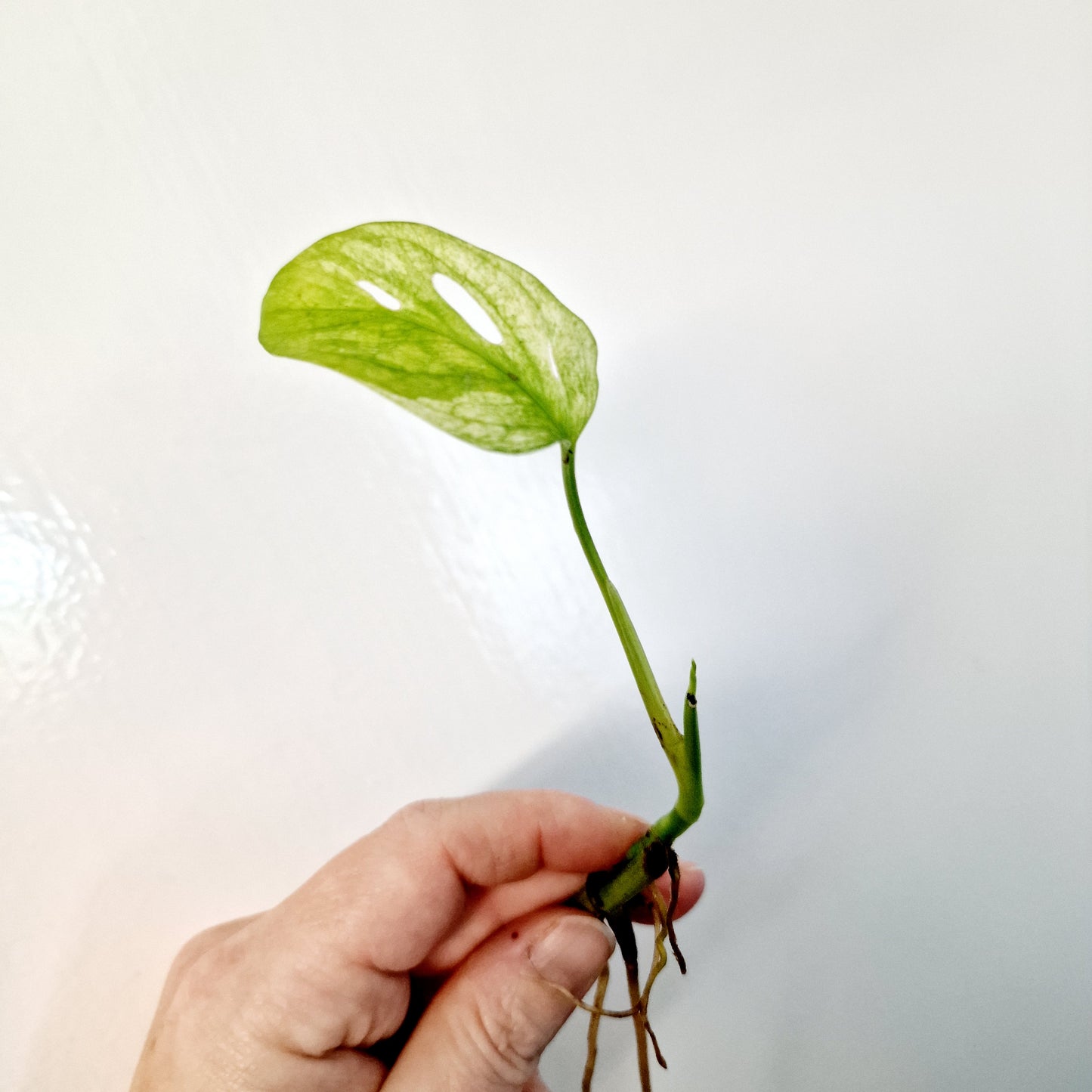 Monstera Adansonii Variegated rooted cutting