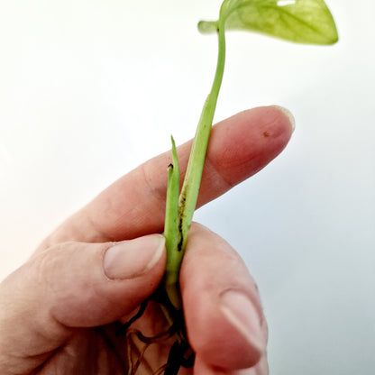 Monstera Adansonii Variegated rooted cutting