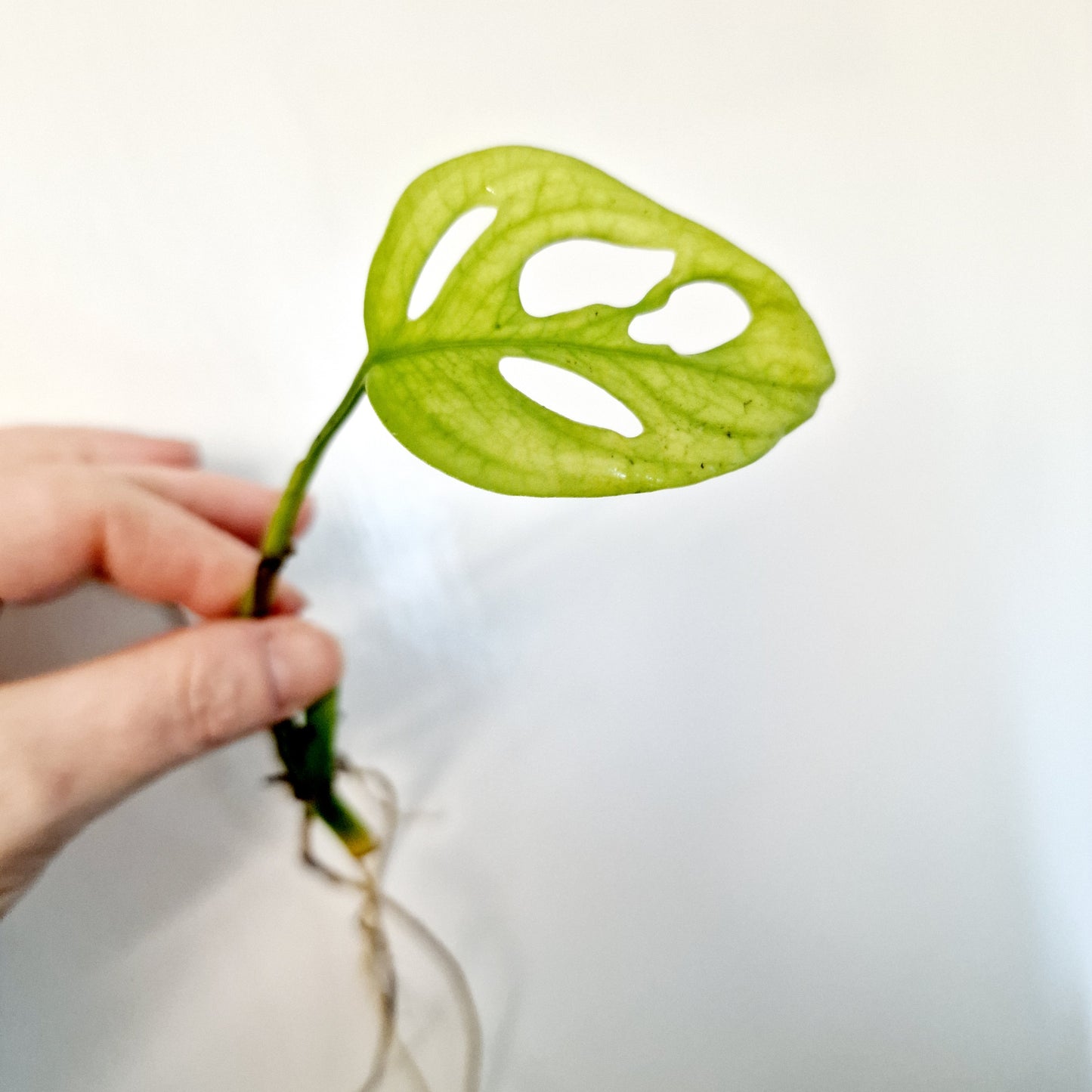 Monstera Adansonii Poss Reverted rooted cutting