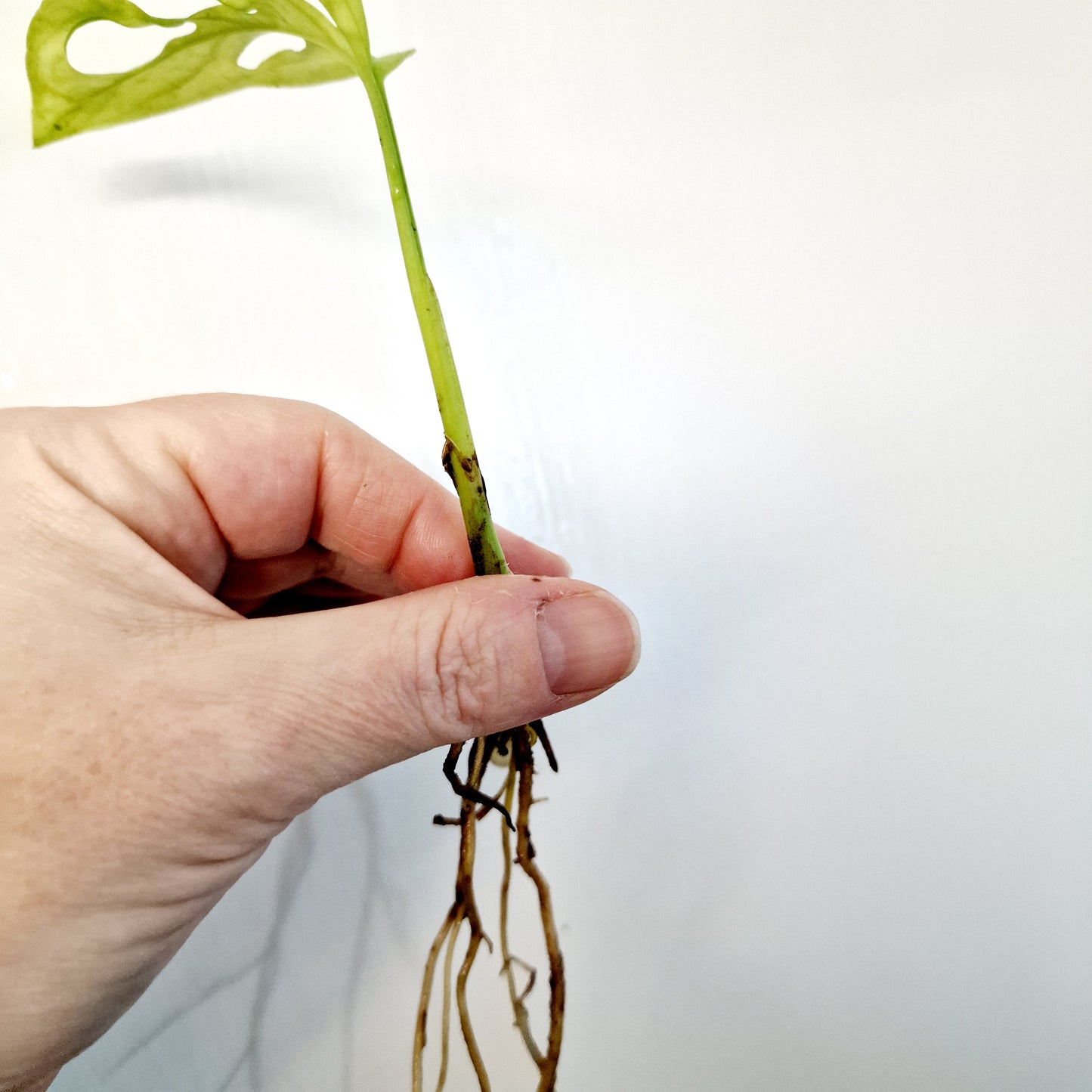 Monstera Adansonii Poss Reverted rooted cutting