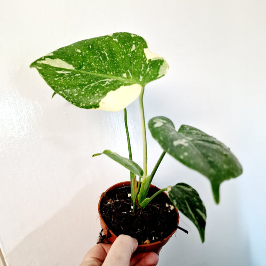 Monstera Deliciosa Thai Constellation Rare Houseplant 10.5cm pot (1)