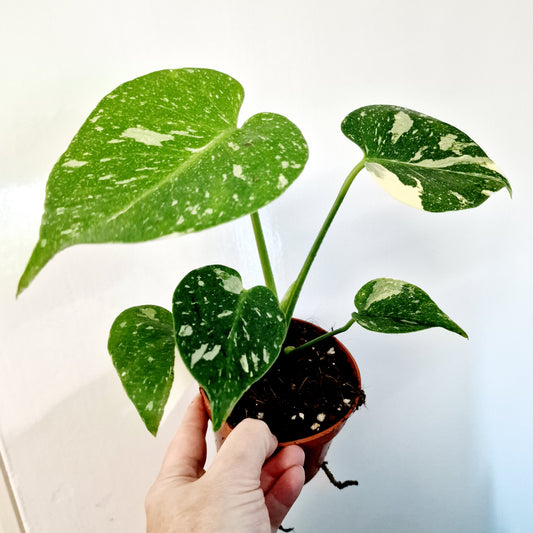 Monstera Deliciosa Thai Constellation Rare Houseplant 10.5cm pot (6)