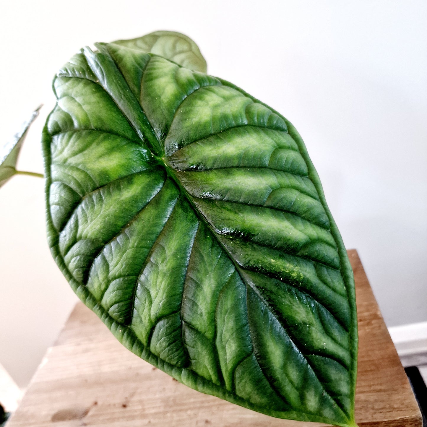 Alocasia Dragon Scale Houseplant 14cm pot (1)