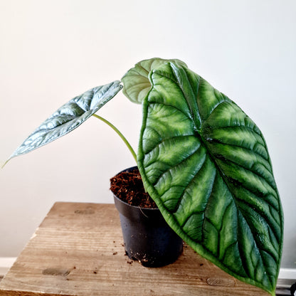 Alocasia Dragon Scale Houseplant 14cm pot (1)