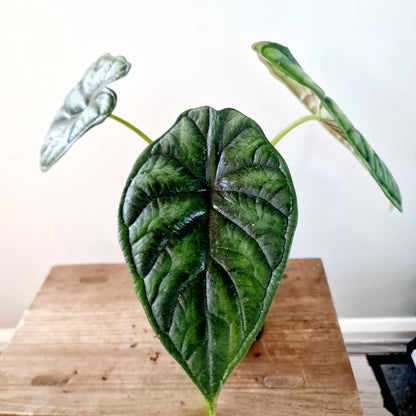 Alocasia Dragon Scale Houseplant 14cm pot (1)