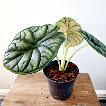 Alocasia Dragon Scale Houseplant 14cm pot (1)